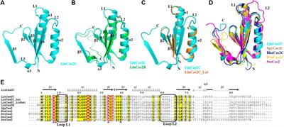 Structural and functional characterization of Cas2 of CRISPR-Cas subtype I-C lacking the CRISPR component